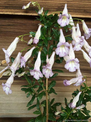 Perennials ~ Lysionotus pauciflorus, Chinese Cliff Flower ~ Dancing Oaks Nursery and Gardens ~ Retail Nursery ~ Mail Order Nursery