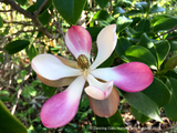 Manglietia insignis (syn Magnolia insignis), Red Lotus Tree