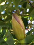 Manglietia insignis (syn Magnolia insignis), Red Lotus Tree