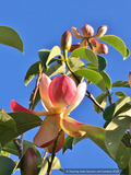 Manglietia insignis (syn Magnolia insignis), Red Lotus Tree