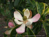 Manglietia insignis (syn Magnolia insignis), Red Lotus Tree