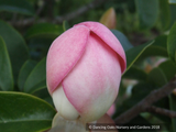 Manglietia insignis (syn Magnolia insignis), Red Lotus Tree