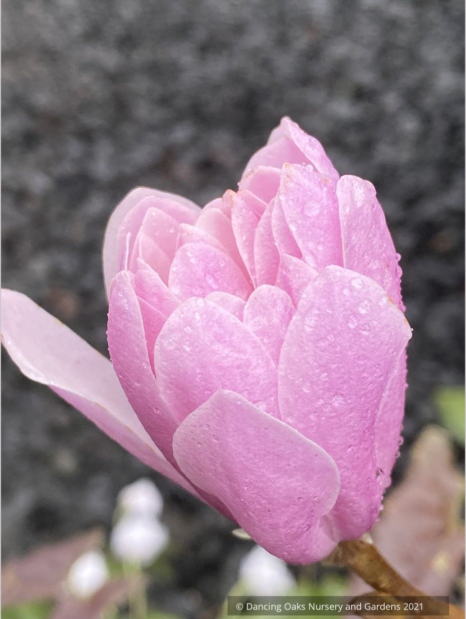 Trees ~ Magnolia stellata 'Jane Platt' (syn. kobus var stellata 'Jane Platt') ~ Dancing Oaks Nursery and Gardens ~ Retail Nursery ~ Mail Order Nursery