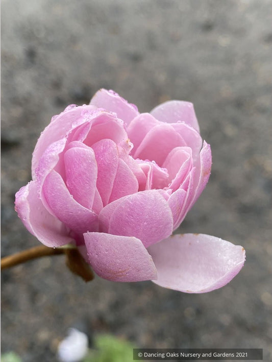 Trees ~ Magnolia stellata 'Jane Platt' (syn. kobus var stellata 'Jane Platt) ~ Dancing Oaks Nursery and Gardens ~ Retail Nursery ~ Mail Order Nursery