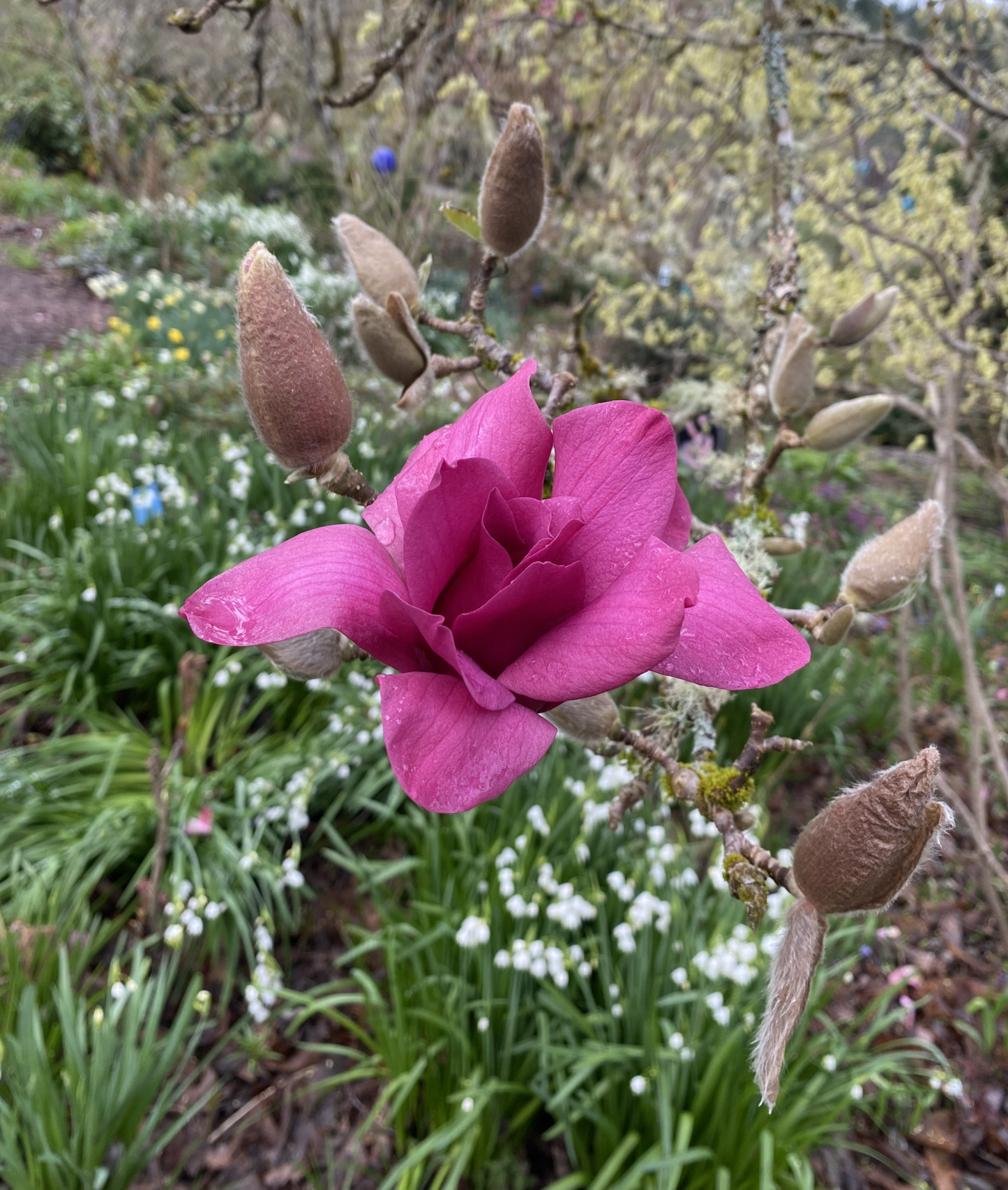 Trees ~ Magnolia 'Vulcan' ~ Dancing Oaks Nursery and Gardens ~ Retail Nursery ~ Mail Order Nursery