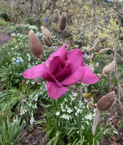 Trees ~ Magnolia 'Vulcan' ~ Dancing Oaks Nursery and Gardens ~ Retail Nursery ~ Mail Order Nursery