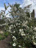 Trees ~ Magnolia laevifolia (syn. Michelia yunnanensis) ~ Dancing Oaks Nursery and Gardens ~ Retail Nursery ~ Mail Order Nursery