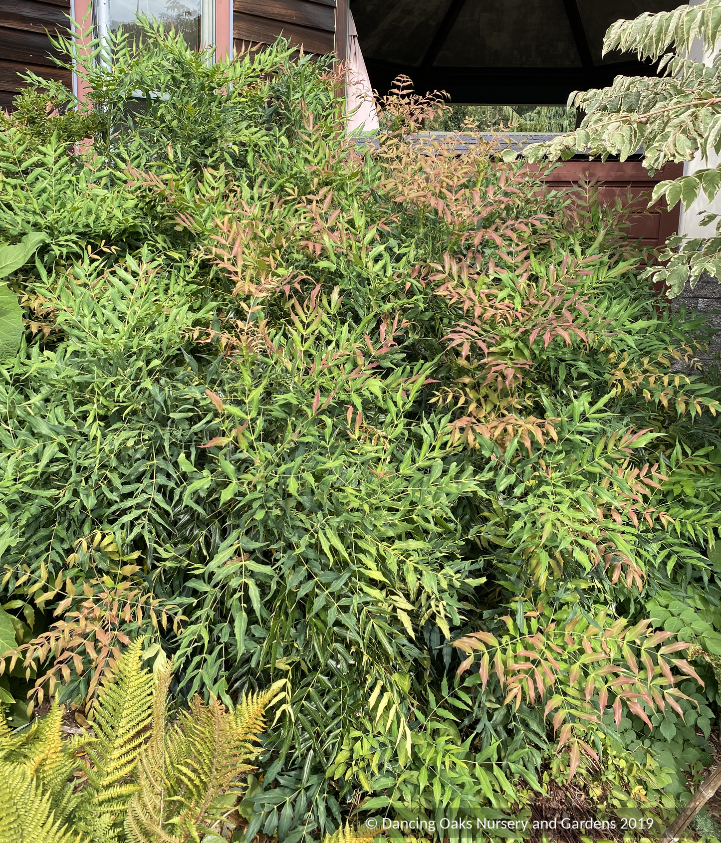 Shrubs ~ Mahonia 'Ozzie Johnson' ~ Dancing Oaks Nursery and Gardens ~ Retail Nursery ~ Mail Order Nursery