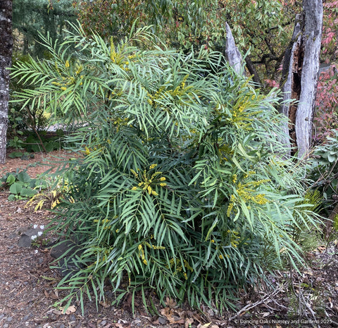 Mahonia eurybracteata subsp. ganpinensis 'Soft Caress' PP20183