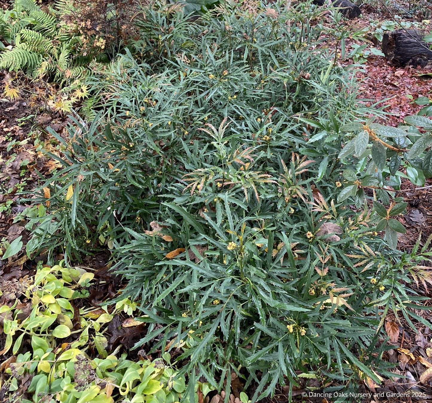 Shrubs ~ Mahonia fortunei 'Dan Hinkley', Chinese Mahonia ~ Dancing Oaks Nursery and Gardens ~ Retail Nursery ~ Mail Order Nursery