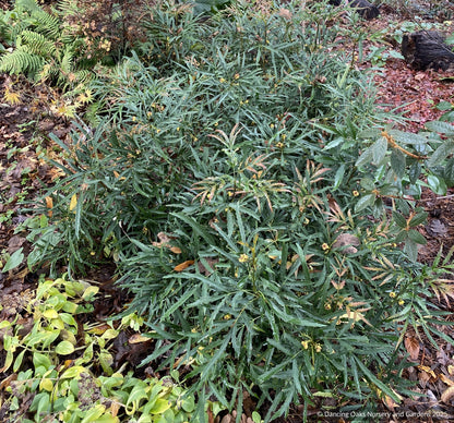 Shrubs ~ Mahonia fortunei 'Dan Hinkley', Chinese Mahonia ~ Dancing Oaks Nursery and Gardens ~ Retail Nursery ~ Mail Order Nursery