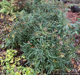 Shrubs ~ Mahonia fortunei 'Dan Hinkley', Chinese Mahonia ~ Dancing Oaks Nursery and Gardens ~ Retail Nursery ~ Mail Order Nursery