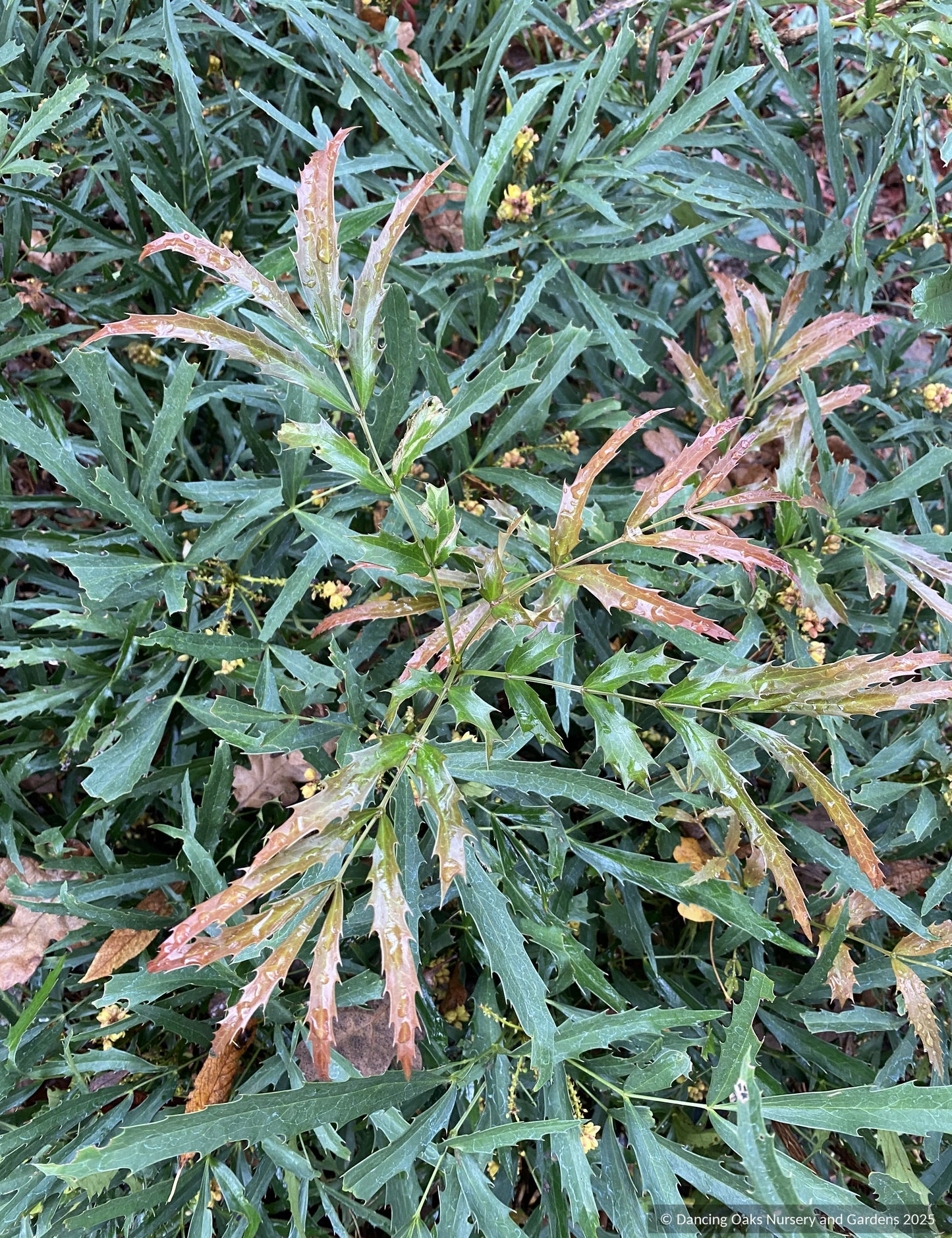 Shrubs ~ Mahonia fortunei 'Dan Hinkley', Chinese Mahonia ~ Dancing Oaks Nursery and Gardens ~ Retail Nursery ~ Mail Order Nursery
