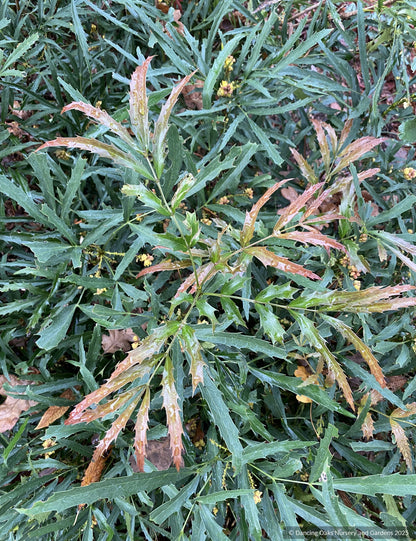 Shrubs ~ Mahonia fortunei 'Dan Hinkley', Chinese Mahonia ~ Dancing Oaks Nursery and Gardens ~ Retail Nursery ~ Mail Order Nursery