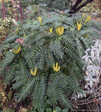 Mahonia lomariifolia, Lomaria-leaved Mahonia
