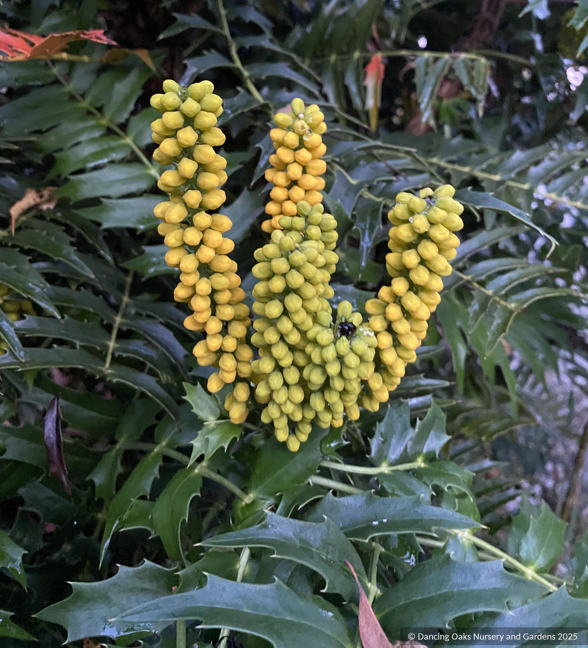 Mahonia lomariifolia, Lomaria-leaved Mahonia