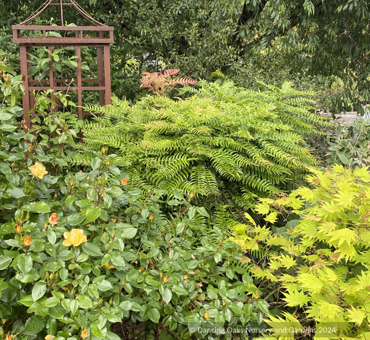 Shrubs ~ Mahonia lomariifolia, Lomaria-leaved Mahonia ~ Dancing Oaks Nursery and Gardens ~ Retail Nursery ~ Mail Order Nursery