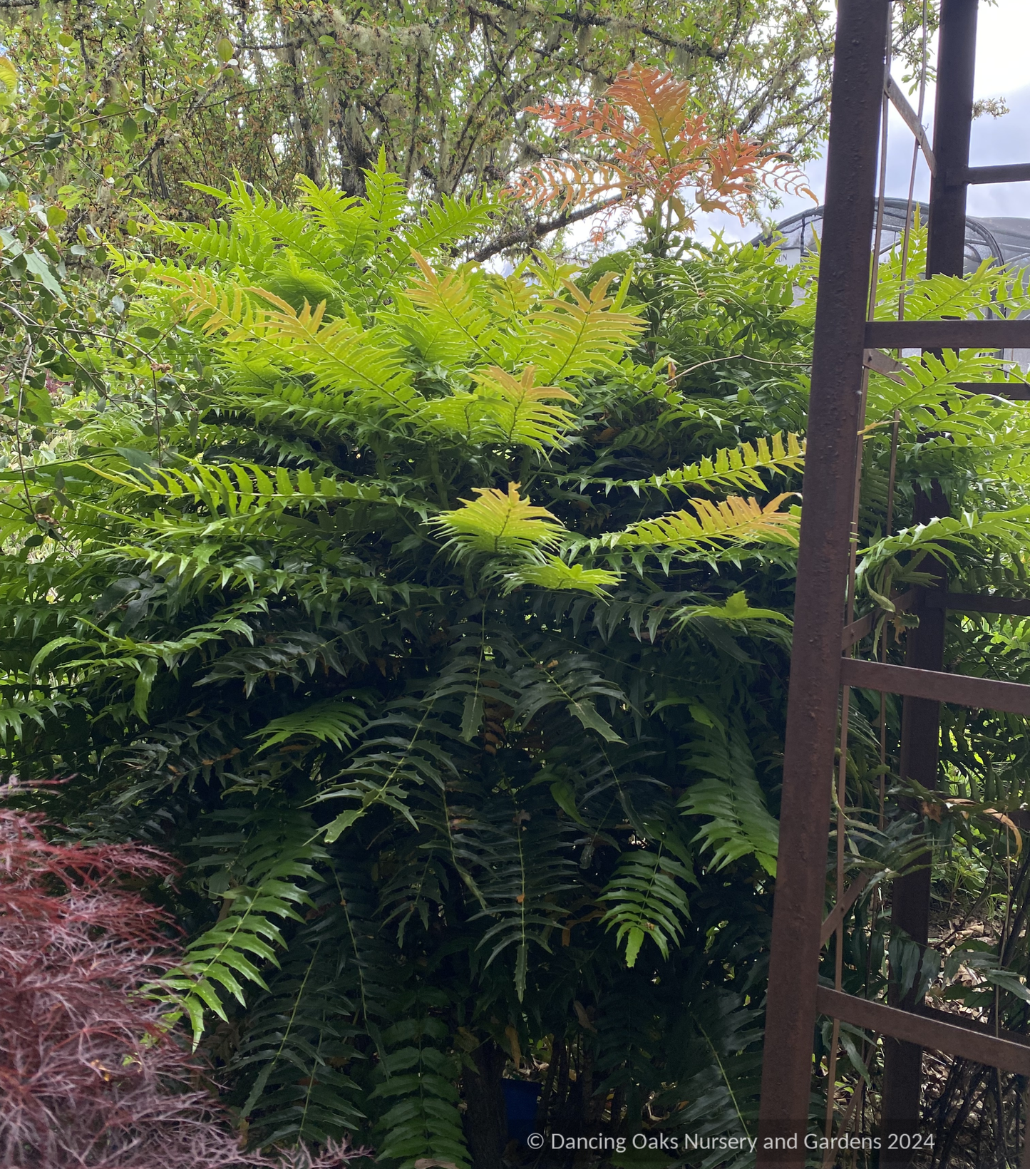 Shrubs ~ Mahonia lomariifolia, Lomaria-leaved Mahonia ~ Dancing Oaks Nursery and Gardens ~ Retail Nursery ~ Mail Order Nursery