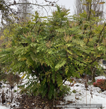 Shrubs ~ Mahonia x media 'Arthur Menzies', Oregon Grape ~ Dancing Oaks Nursery and Gardens ~ Retail Nursery ~ Mail Order Nursery