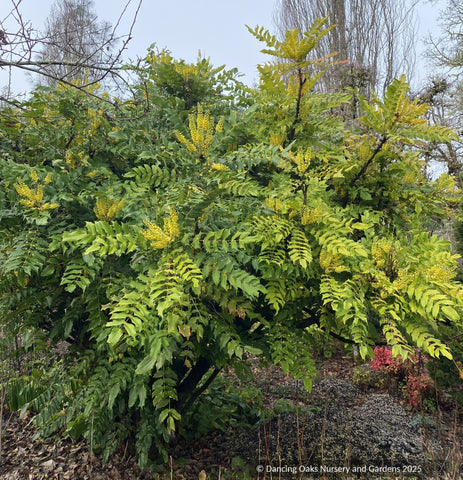 Shrubs ~ Mahonia x media 'Arthur Menzies', Oregon Grape ~ Dancing Oaks Nursery and Gardens ~ Retail Nursery ~ Mail Order Nursery