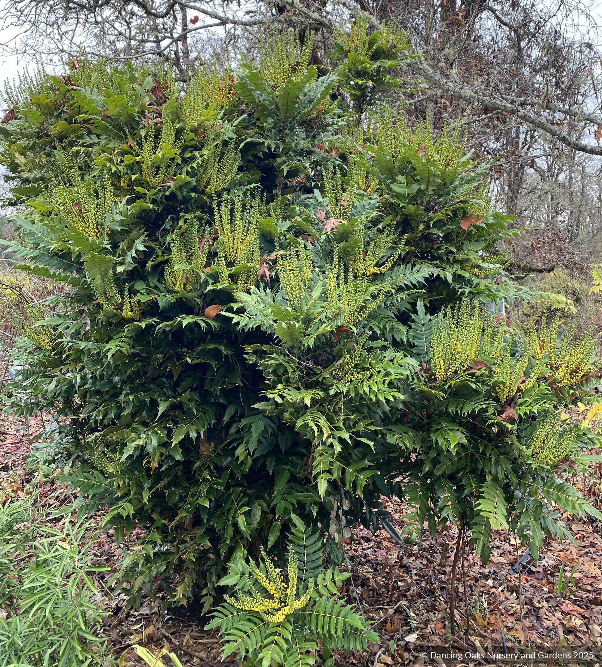 Shrubs ~ Mahonia x media 'Charity', Charity Hybrid Mahonia ~ Dancing Oaks Nursery and Gardens ~ Retail Nursery ~ Mail Order Nursery