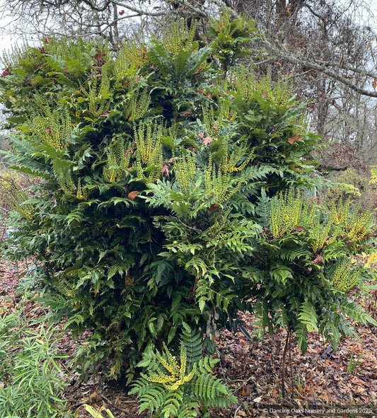 Shrubs ~ Mahonia x media 'Charity', Charity Hybrid Mahonia ~ Dancing Oaks Nursery and Gardens ~ Retail Nursery ~ Mail Order Nursery