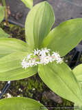 Perennials ~ Maianthemum japonicum (syn. Smilacena racemosa), False Solomon's Seal ~ Dancing Oaks Nursery and Gardens ~ Retail Nursery ~ Mail Order Nursery