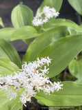 Perennials ~ Maianthemum japonicum (syn. Smilacena racemosa), False Solomon's Seal ~ Dancing Oaks Nursery and Gardens ~ Retail Nursery ~ Mail Order Nursery