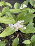 Perennials ~ Maianthemum japonicum (syn. Smilacena racemosa), False Solomon's Seal ~ Dancing Oaks Nursery and Gardens ~ Retail Nursery ~ Mail Order Nursery