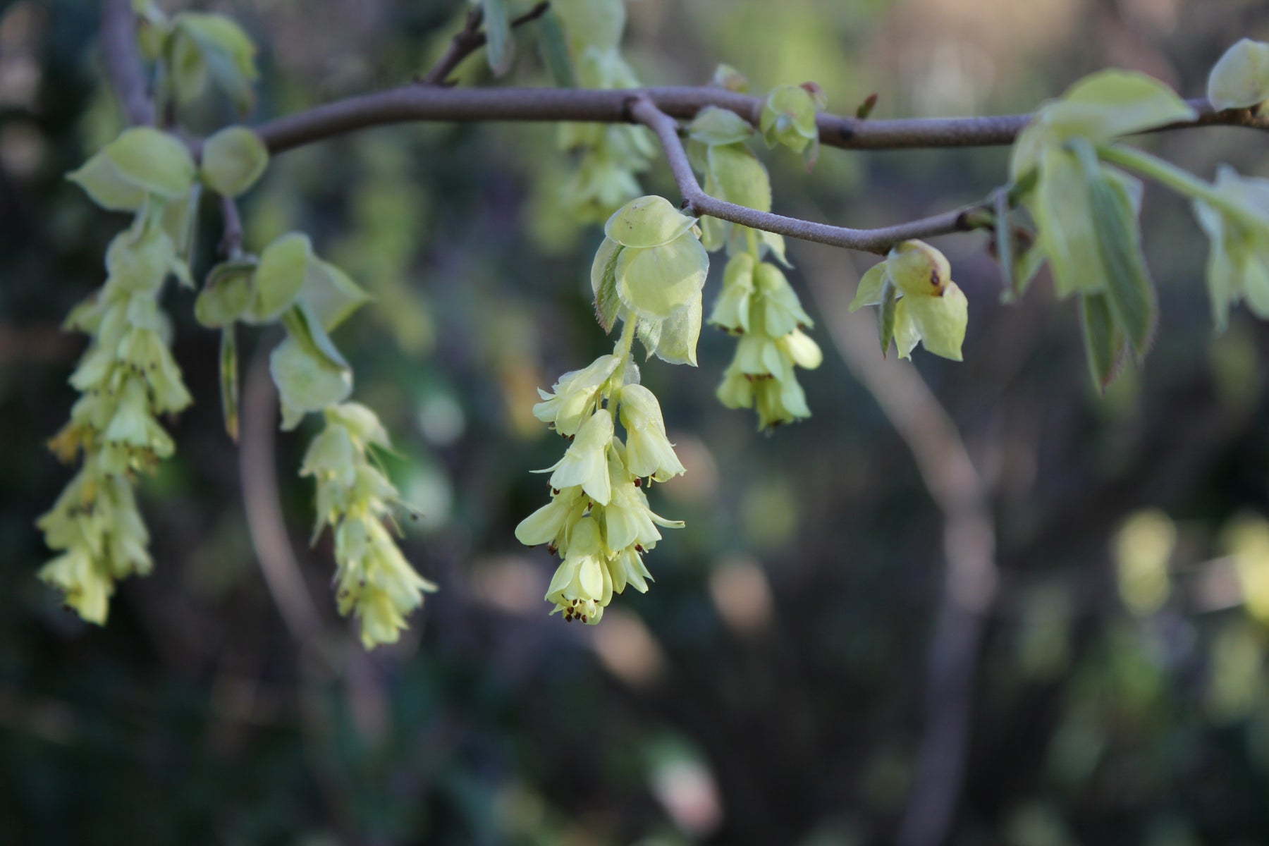 Visit the nursery and gardens