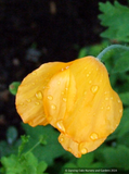 Perennials ~ Papaver cambricum (syn. Meconopsis cambrica), Welsh Poppy ~ Dancing Oaks Nursery and Gardens ~ Retail Nursery ~ Mail Order Nursery