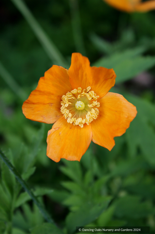 Perennials ~ Papaver cambricum (syn. Meconopsis cambrica), Welsh Poppy ~ Dancing Oaks Nursery and Gardens ~ Retail Nursery ~ Mail Order Nursery