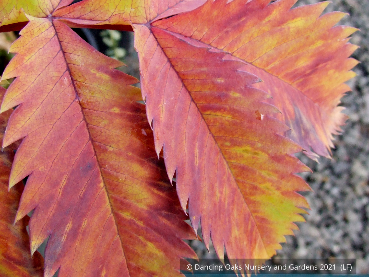 Melianthus major 'Antonow's Blue', Honeybush
