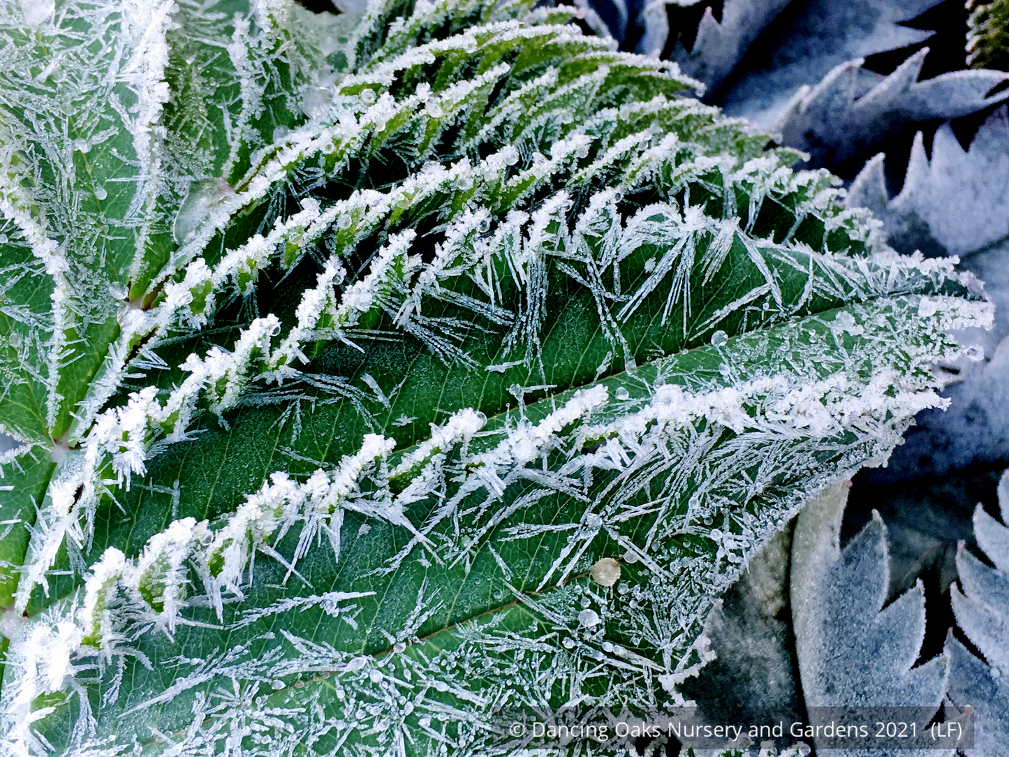 Perennials ~ Melianthus major 'Antonow's Blue', Honeybush ~ Dancing Oaks Nursery and Gardens ~ Retail Nursery ~ Mail Order Nursery