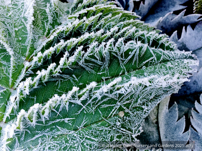 Perennials ~ Melianthus major 'Antonow's Blue', Honeybush ~ Dancing Oaks Nursery and Gardens ~ Retail Nursery ~ Mail Order Nursery
