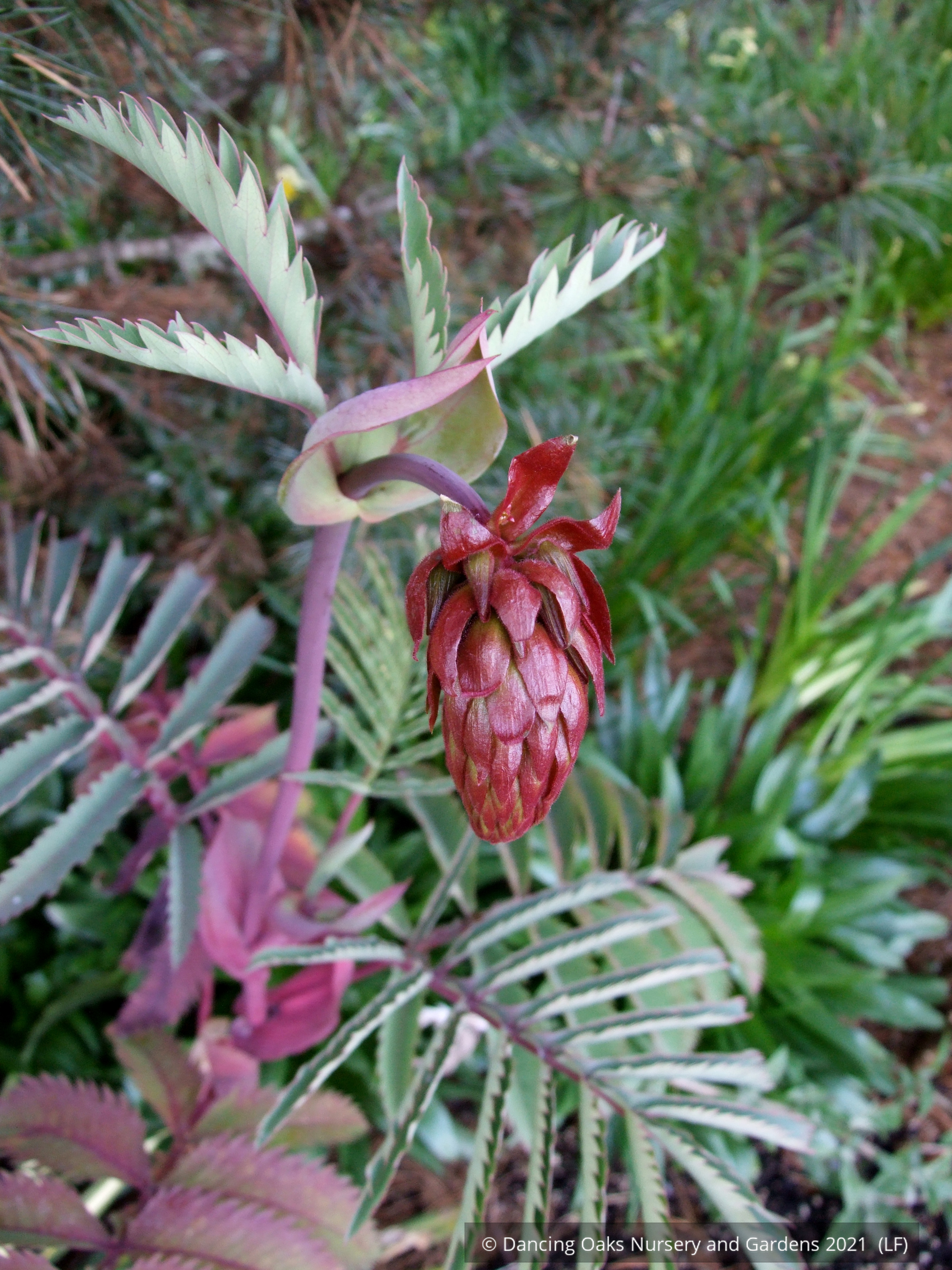 Perennials ~ Melianthus major 'Antonow's Blue', Honeybush ~ Dancing Oaks Nursery and Gardens ~ Retail Nursery ~ Mail Order Nursery