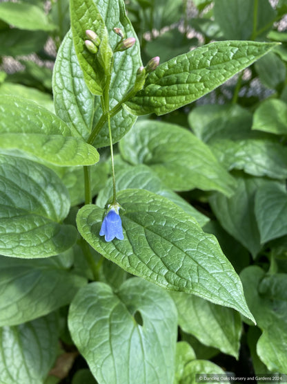 Perennials ~ Mertensia platyphylla, Broadleaf Bluebells ~ Dancing Oaks Nursery and Gardens ~ Retail Nursery ~ Mail Order Nursery