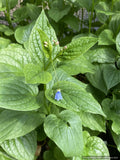 Perennials ~ Mertensia platyphylla, Broadleaf Bluebells ~ Dancing Oaks Nursery and Gardens ~ Retail Nursery ~ Mail Order Nursery