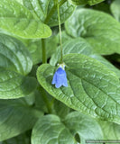 Perennials ~ Mertensia platyphylla, Broadleaf Bluebells ~ Dancing Oaks Nursery and Gardens ~ Retail Nursery ~ Mail Order Nursery