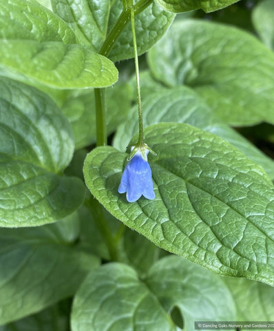 Perennials ~ Mertensia platyphylla, Broadleaf Bluebells ~ Dancing Oaks Nursery and Gardens ~ Retail Nursery ~ Mail Order Nursery