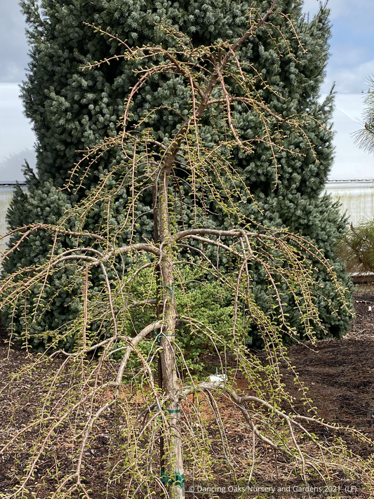 Trees ~ Metasequoia glyptostroboides 'Bonsai', Dwarf Dawn Redwood ~ Dancing Oaks Nursery and Gardens ~ Retail Nursery ~ Mail Order Nursery