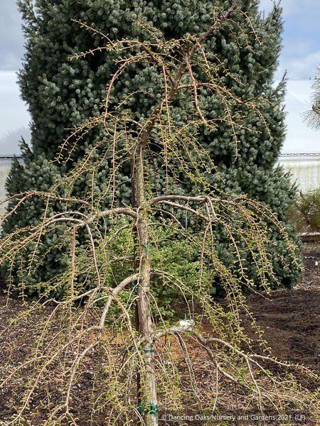 bonsai redwood tree Metasequoia glyptostroboides 'Bonsai', Dwarf Dawn Redwood – Dancing Oaks Nursery and Gardens