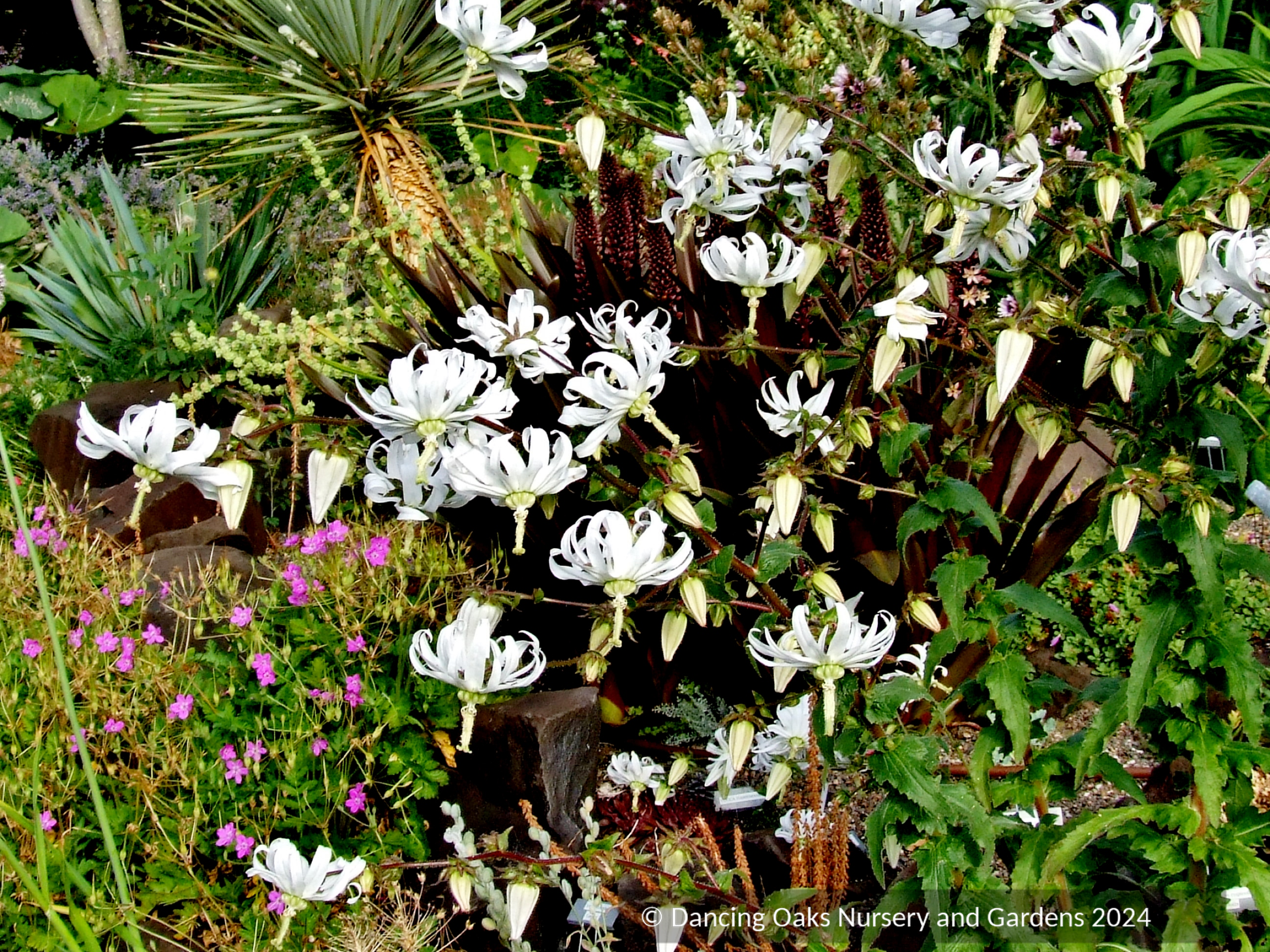 Biennials ~ Michauxia campanuloides (syn. tchihatchewii), Catherine Wheel Flower ~ Dancing Oaks Nursery and Gardens ~ Retail Nursery ~ Mail Order Nursery