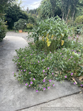 Mirabilis multiflora, Wild Four O'clock/Desert Four O'clock