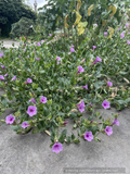 Mirabilis multiflora, Wild Four O'clock/Desert Four O'clock