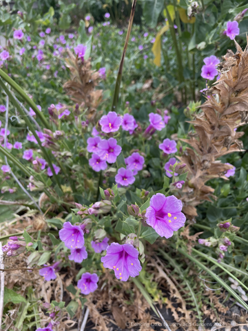 Mirabilis multiflora, Wild Four O'clock/Desert Four O'clock