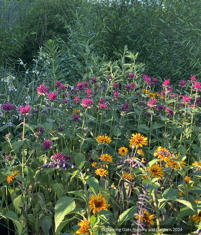 Perennials ~ Monarda hybrid 'Raspberry Wine' ~ Dancing Oaks Nursery and Gardens ~ Retail Nursery ~ Mail Order Nursery