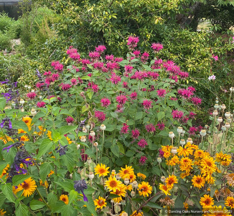Perennials ~ Monarda hybrid 'Raspberry Wine' ~ Dancing Oaks Nursery and Gardens ~ Retail Nursery ~ Mail Order Nursery