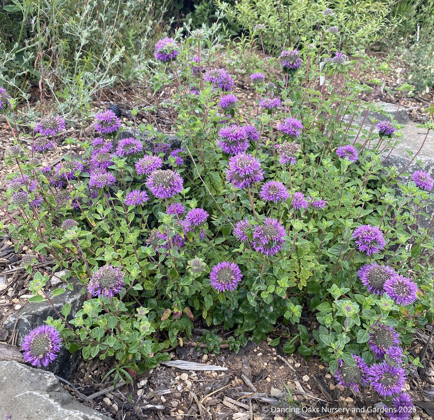 Perennials ~ Monardella purpurea, Siskiyou Monardella or Serpentine Monardella ~ Dancing Oaks Nursery and Gardens ~ Retail Nursery ~ Mail Order Nursery