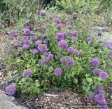 Perennials ~ Monardella purpurea, Siskiyou Monardella or Serpentine Monardella ~ Dancing Oaks Nursery and Gardens ~ Retail Nursery ~ Mail Order Nursery